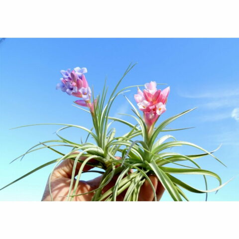 Tillandsia aeranthos (Joseli)