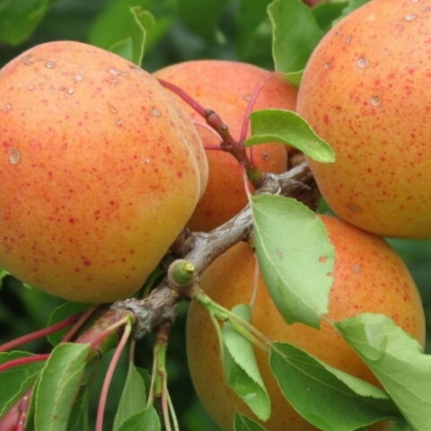 Albicocco "Bulida"