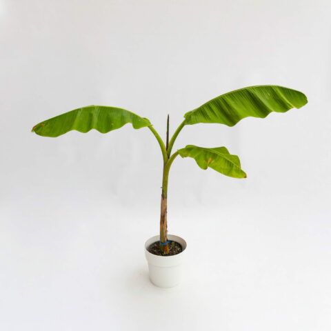 Musa "Helen's Hybrid"