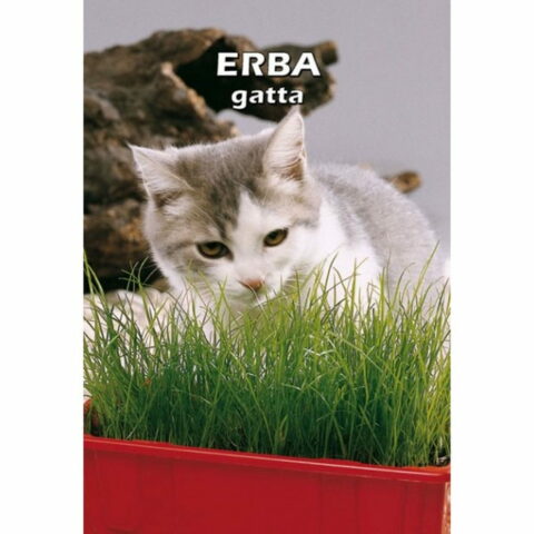 Erba PER GATTI (Semente)