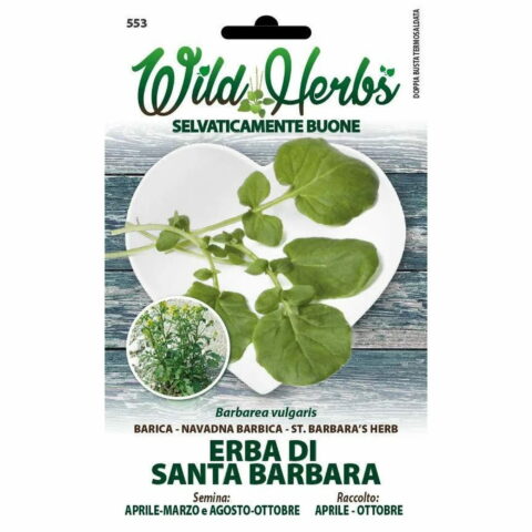 Erba di Santa Barbara (Semente)