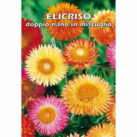 Elicriso doppio nano in miscuglio (Semente)