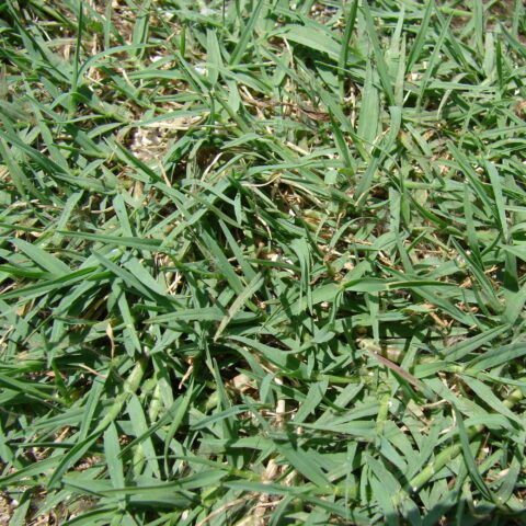 Cynodon dactylon (Semente)