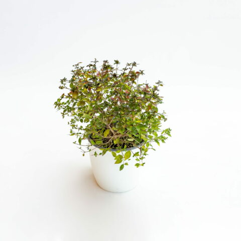 Abelia chinensis "Autumn Festival"