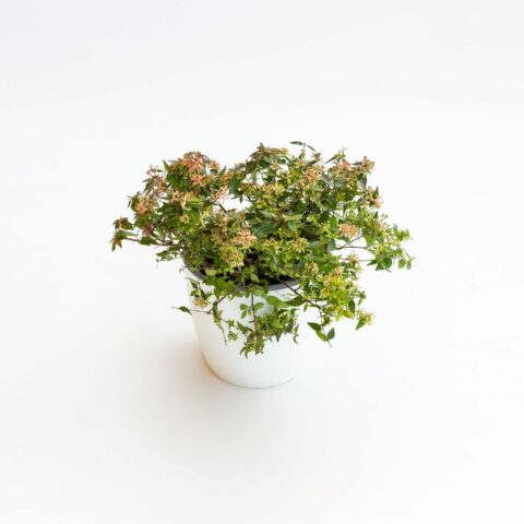 Abelia chinensis "Caramel Charm"