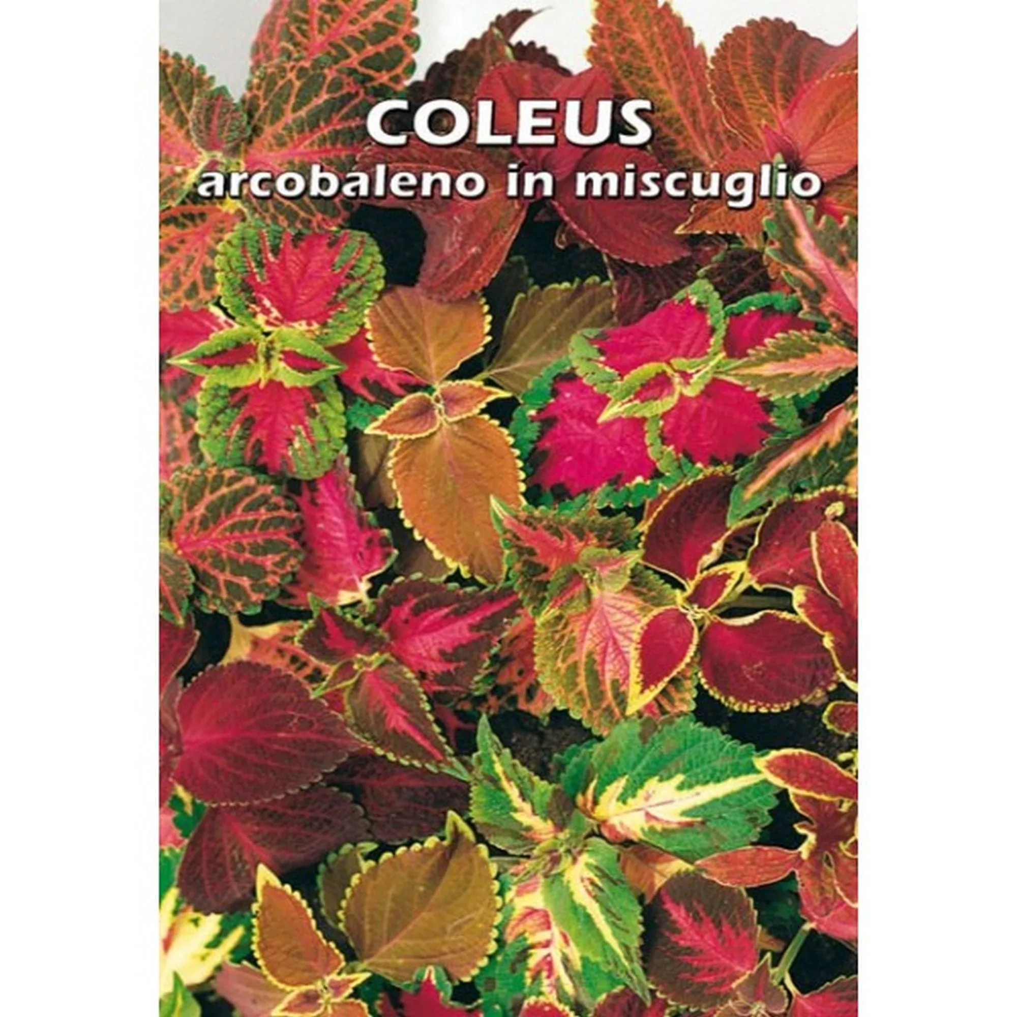 Coleus arcobaleno in miscuglio (Semente)