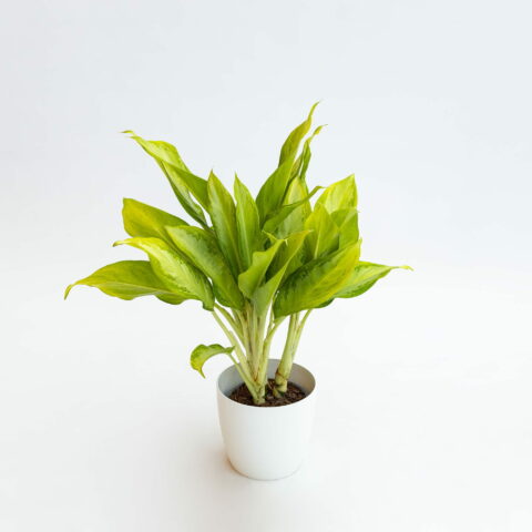 Aglaonema "Cleopatra"