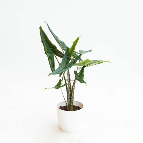 Alocasia "Tigrini"