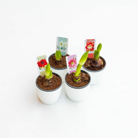 Amaryllis in variet