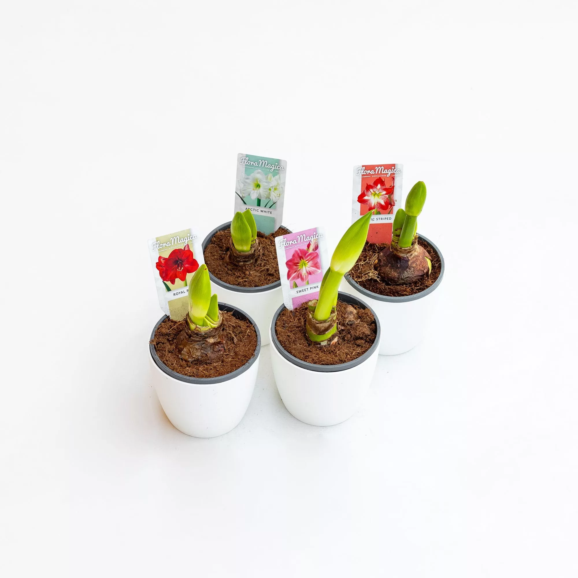 Amaryllis in variet