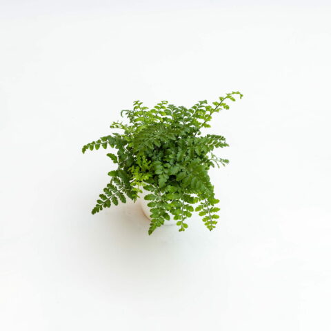 Asplenium dimorphum "Parvati"