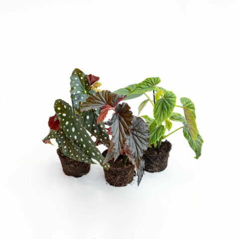 Begonia "Angel Wing" in variet