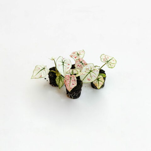 Caladium "Kelly" Baby Plant