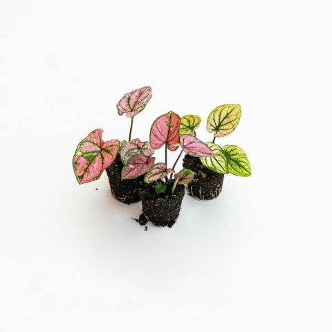 Caladium in variet Baby Plant