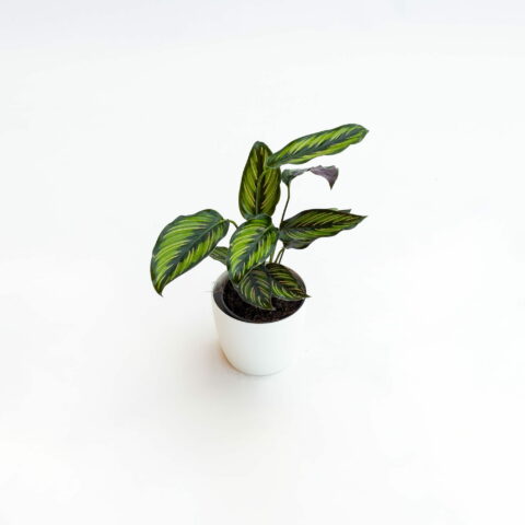 Calathea "Pinstripe"