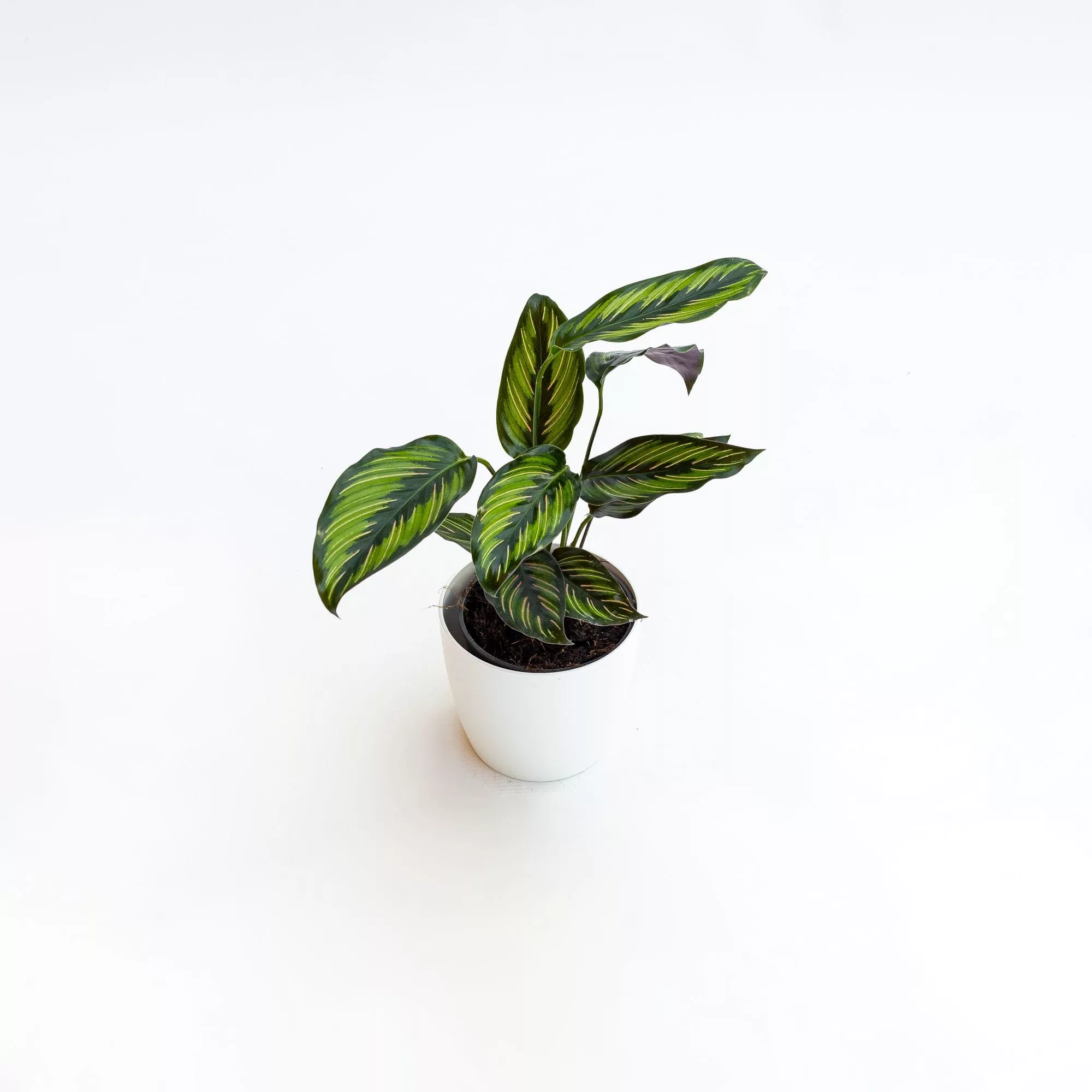 Calathea "Pinstripe"