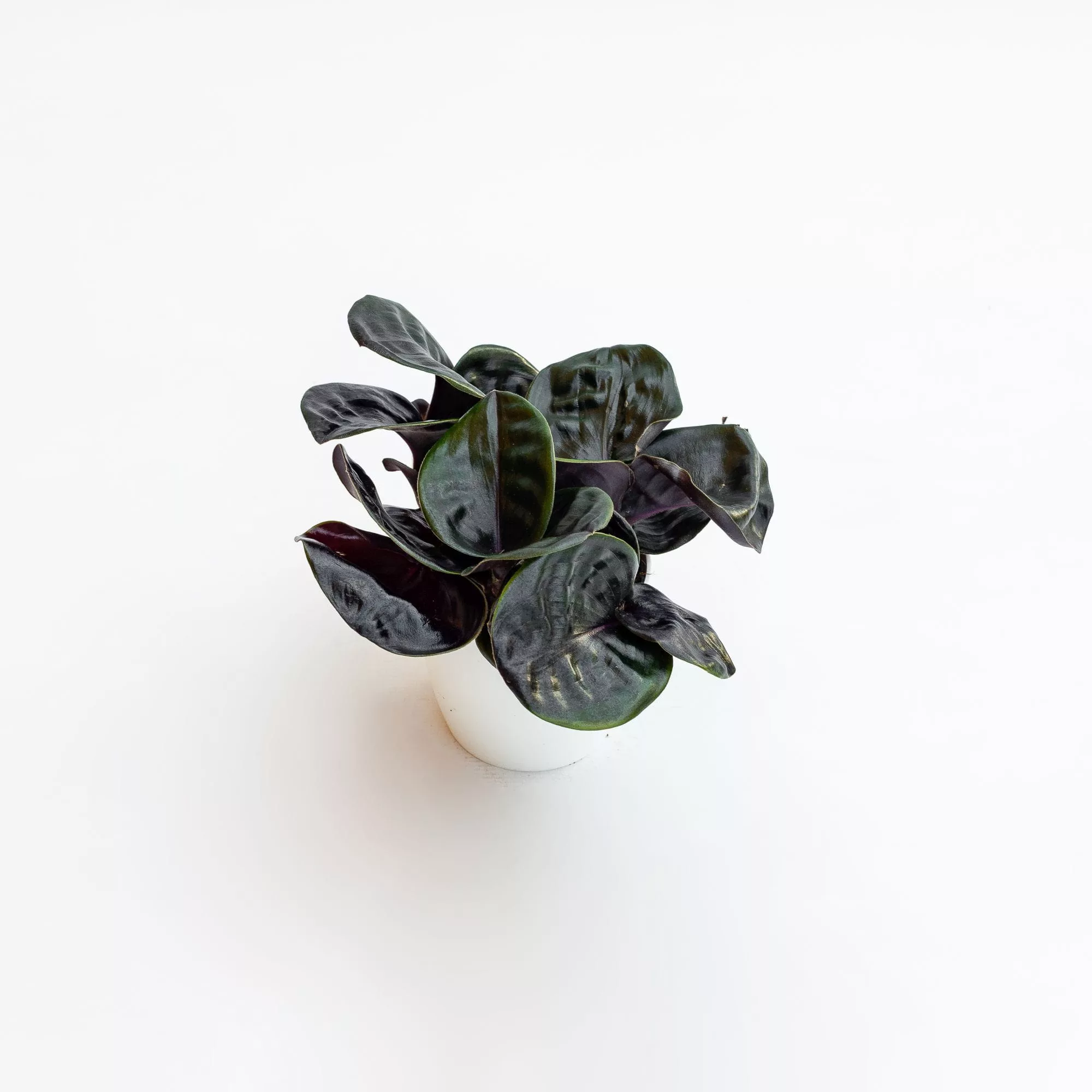 Geogenanthus ciliatus "Midnight Pearl"