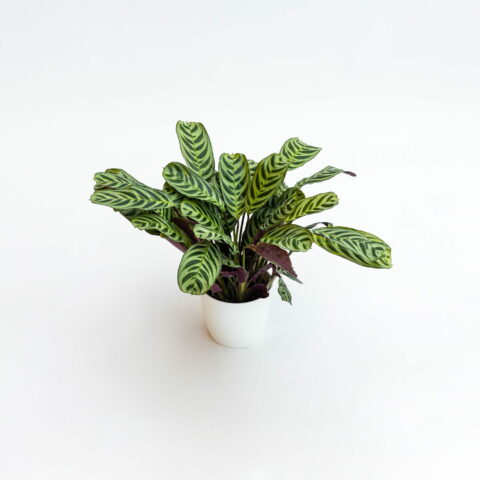 Maranta leuconeura "Amabilis"