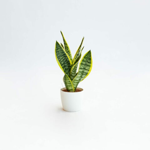 Sansevieria trifasciata "Futura Superba"
