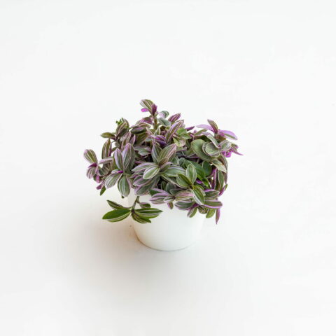 Tradescantia "Sweetness"