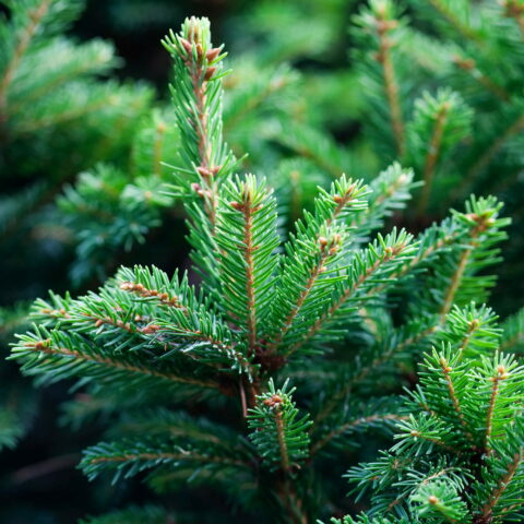 Picea abies "Excelsa"