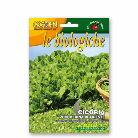 Cicoria zuccherina di Trieste (Semente biologica)
