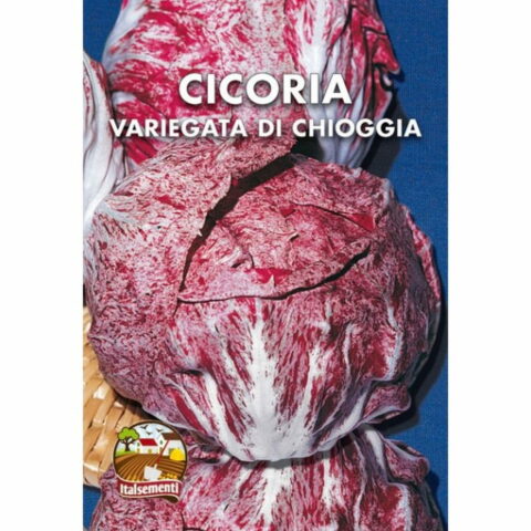 Cicoria variegata di Chioggia o Sottomarina (Semente)