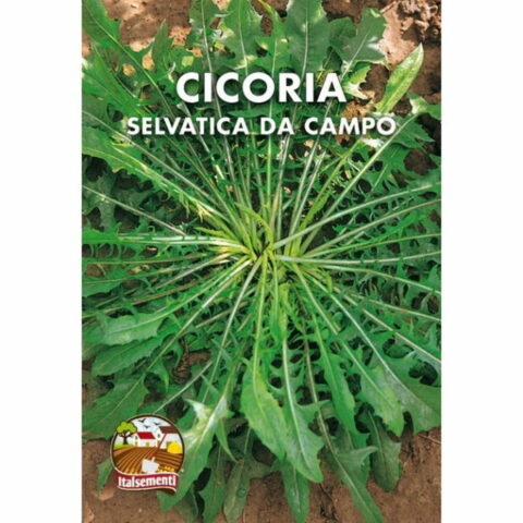 Cicoria selvatica da campo (Semente)
