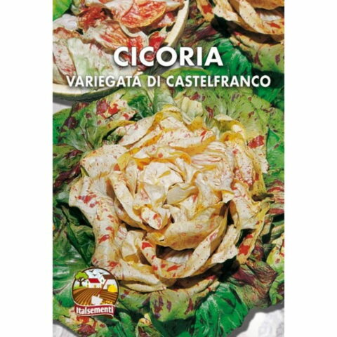 Cicoria variegata di Castelfranco (Semente)
