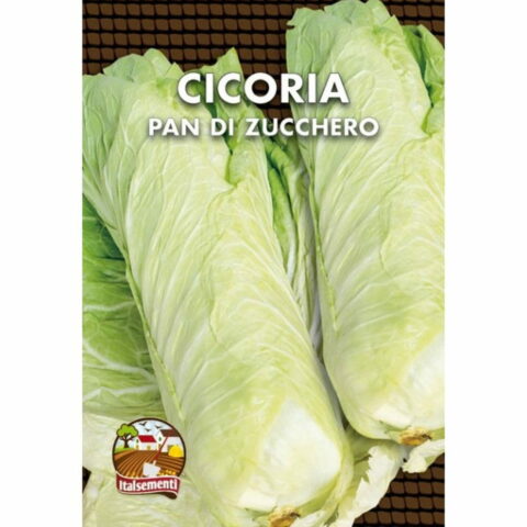 Cicoria Pan di zucchero (Semente)