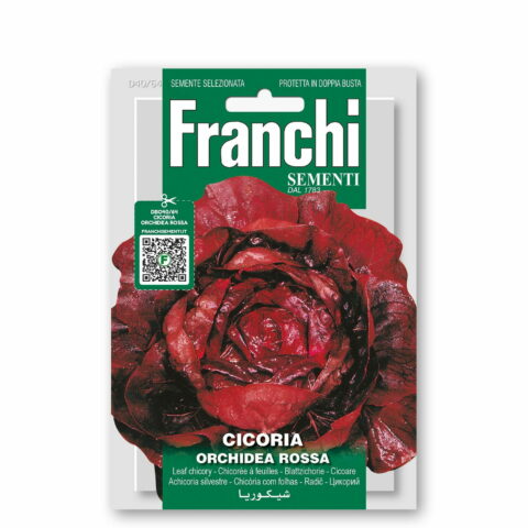 Cicoria orchidea rossa (Semente)