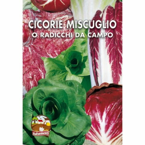 Cicoria in miscuglio o Radicchio di campo (Semente)