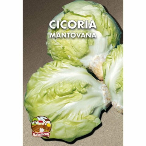 Cicoria mantovana (Semente)
