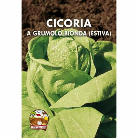Cicoria grumolo biondo estiva (Semente)