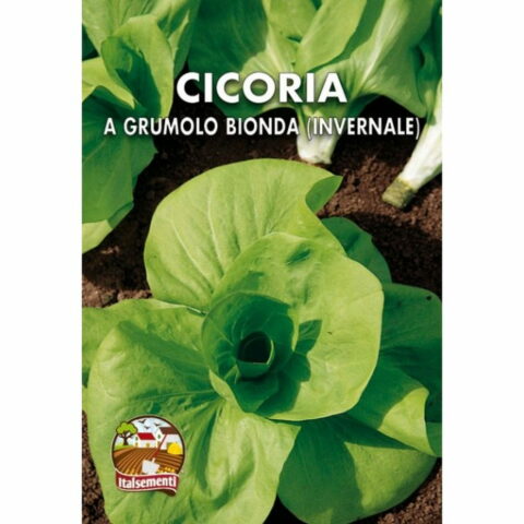 Cicoria grumolo biondo invernale (Semente)