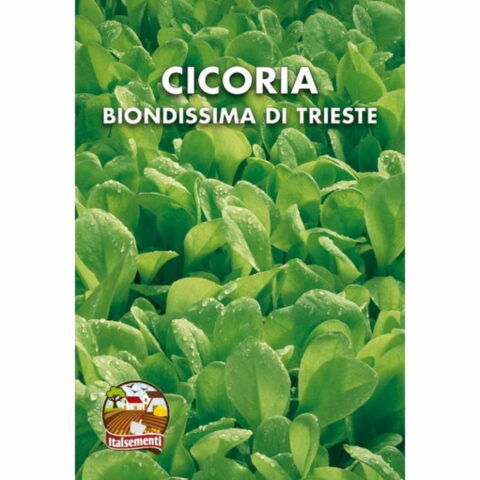 Cicoria biondissima di Trieste da taglio (Semente)