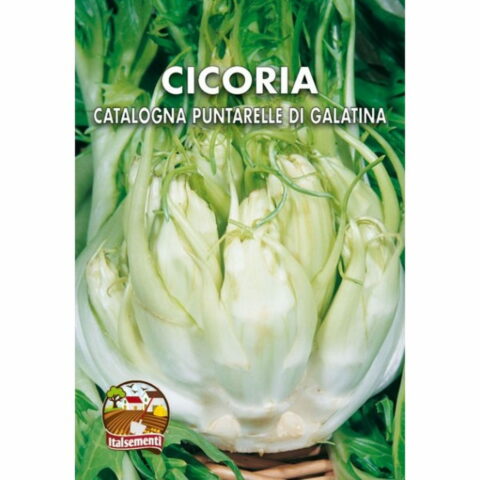 Cicoria catalogna puntarelle di Galatina (Semente)