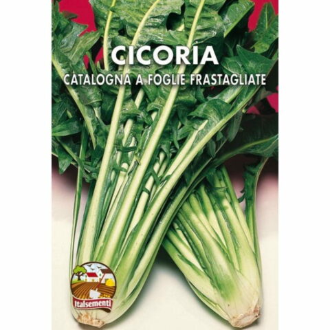 Cicoria catalogna a foglie frastagliate (Semente)