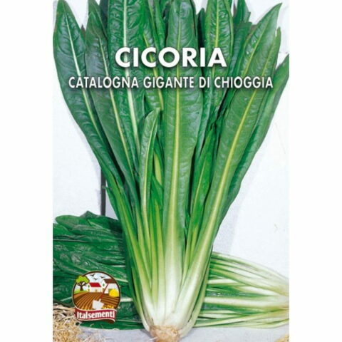 Cicoria catalogna gigante di Chioggia (Semente)
