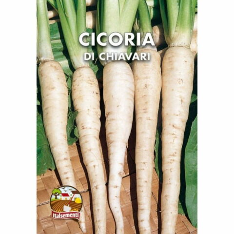 Cicoria di Chiavari a radici (Semente)