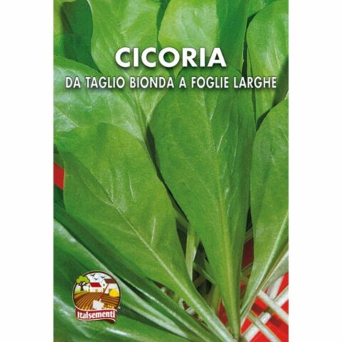 Cicoria da taglio bionda a foglie larghe (Semente)