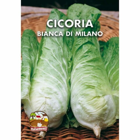 Cicoria bianca di Milano (Semente)