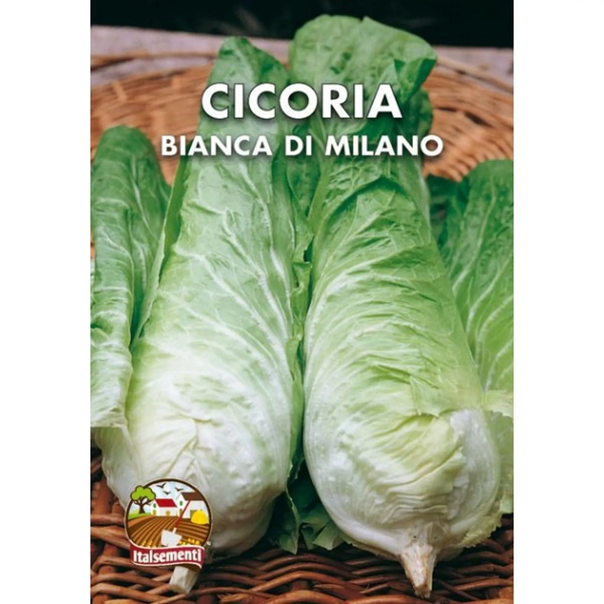 Cicoria bianca di Milano (Semente)