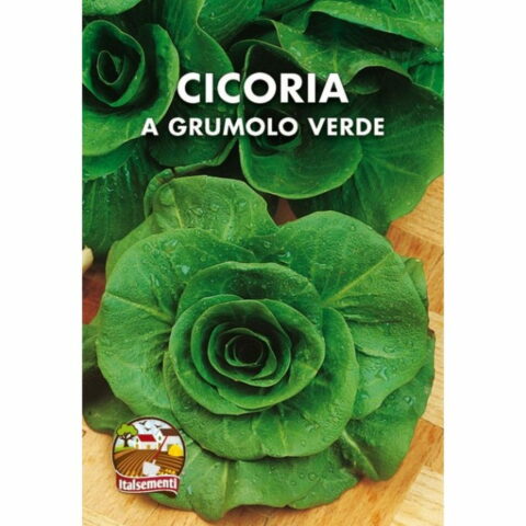 Cicoria a grumolo verde (Semente)