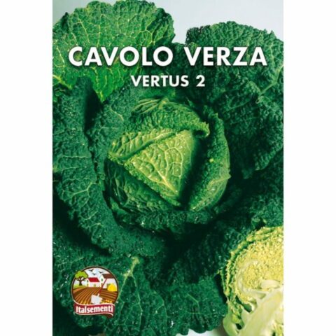 Cavolo verza Grosso delle Virt (Semente)