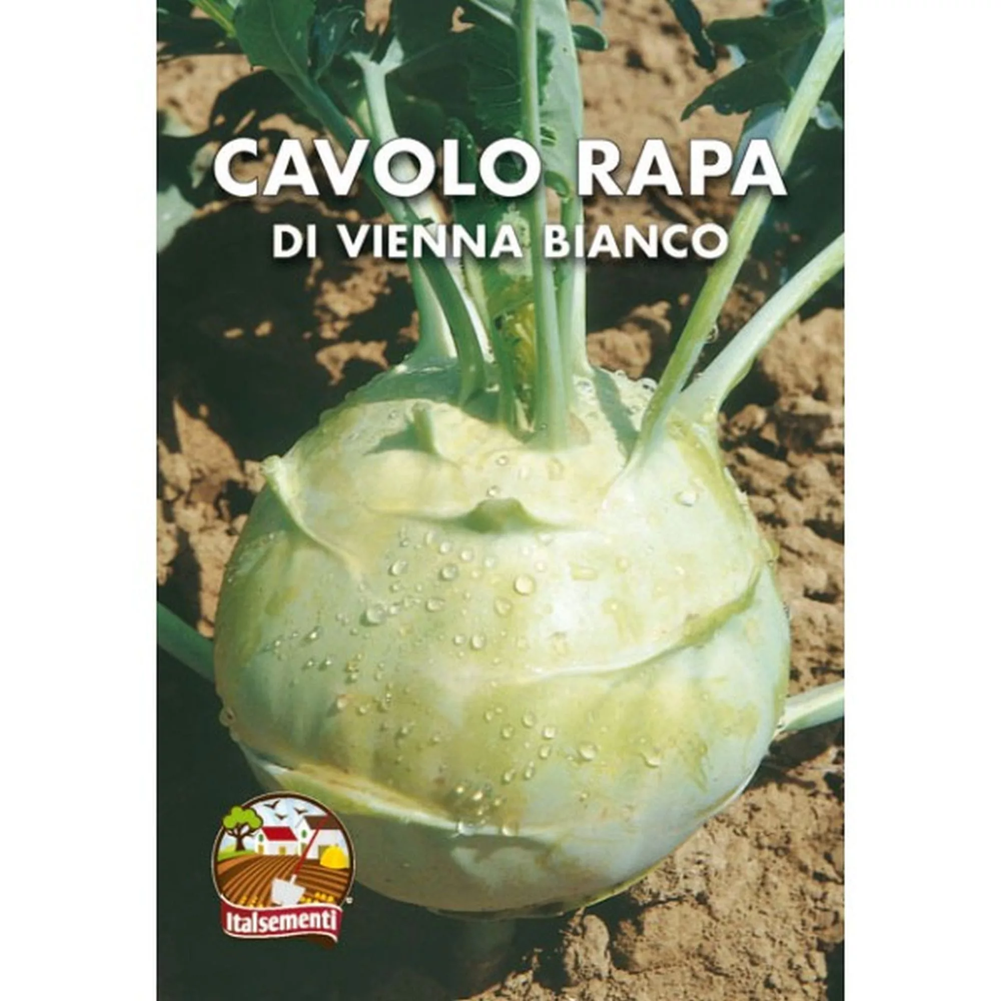 Cavolo rapa bianco (Semente)