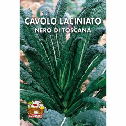 Cavolo Laciniato nero di Toscana (Semente)