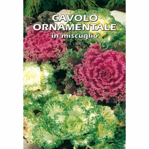 Cavolo ornamentale in miscuglio (Semente)