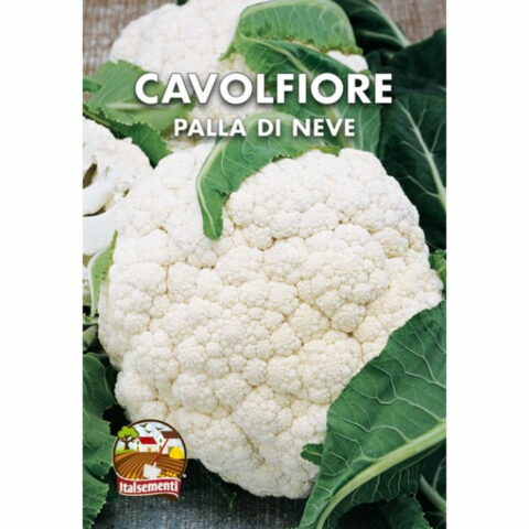 Cavolfiore palla di neve (Semente)
