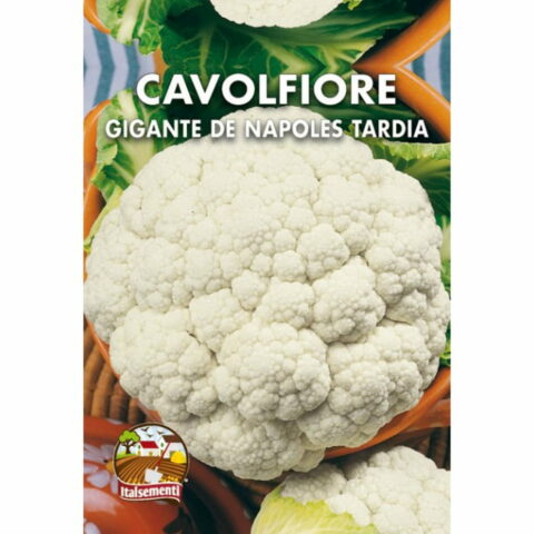 Cavolfiore gigante di Napoli tardivo (Semente)